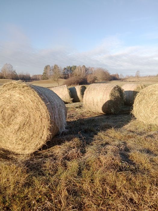 Siano sianokiszonka baloty ∅120