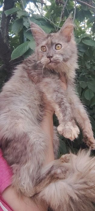 Не спеша в семью котенок