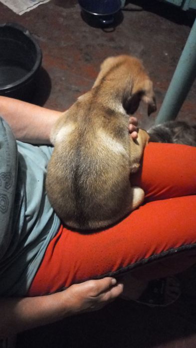 Отдам щенка сучку