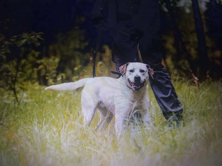 Do adopcji piękna Baffi