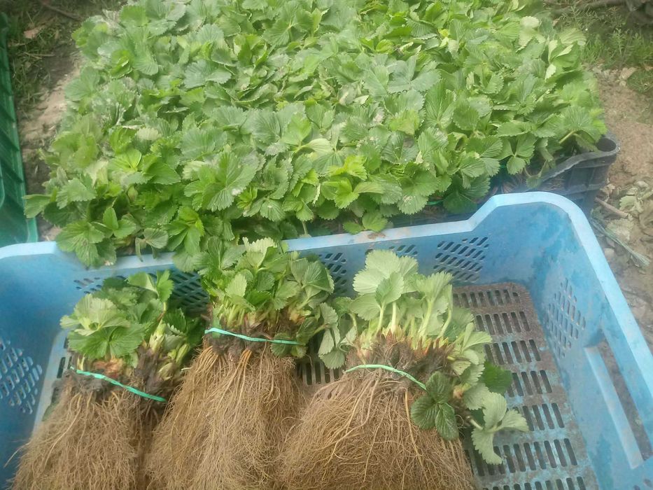 Sadzonki truskawek bez GMO