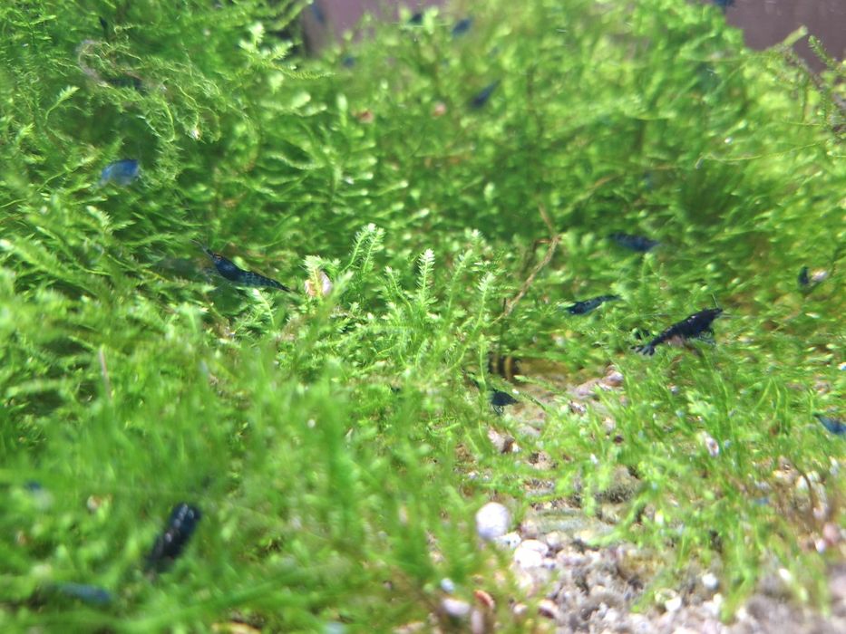 Krewetki neocaridinia blue velvet