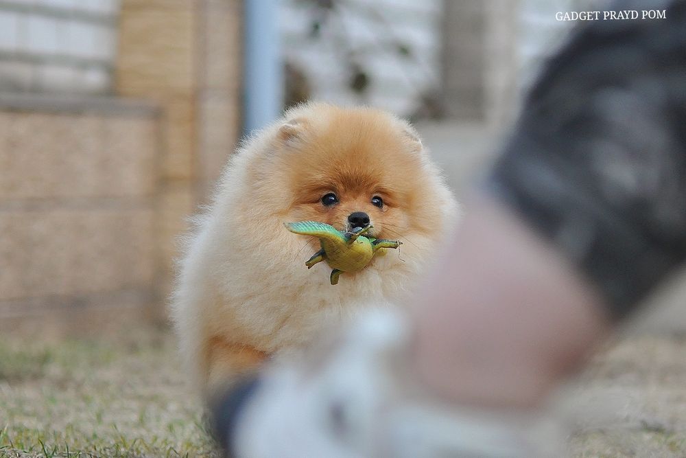 Хто шукав ведмедика