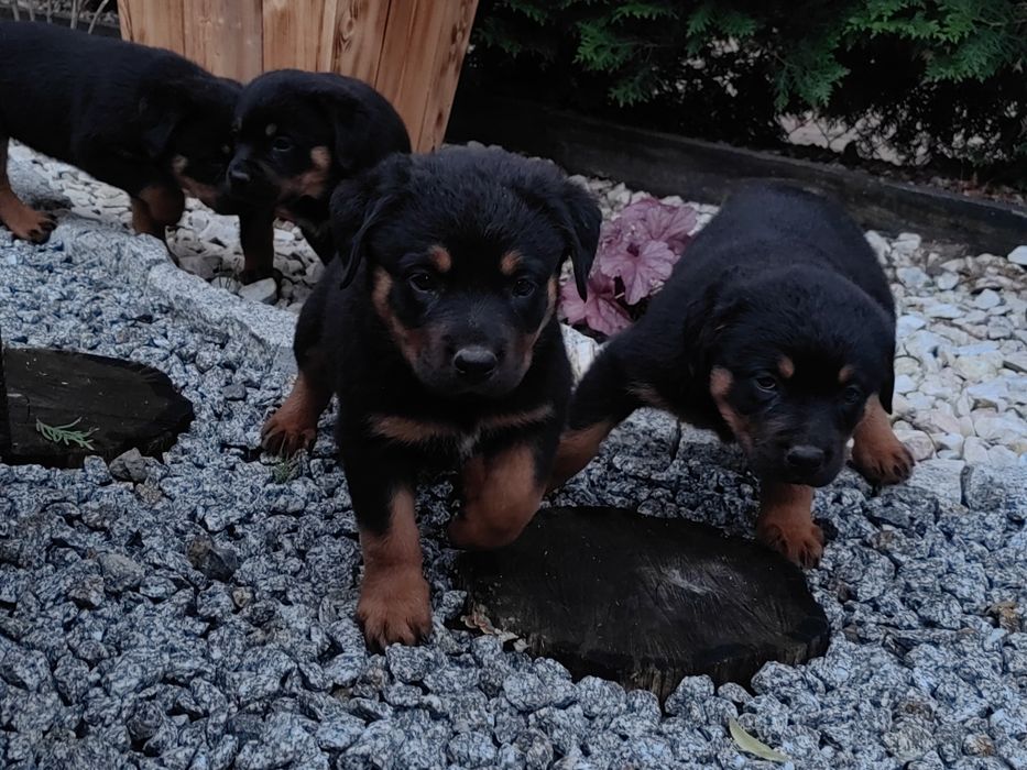 Rottweiler z metryką