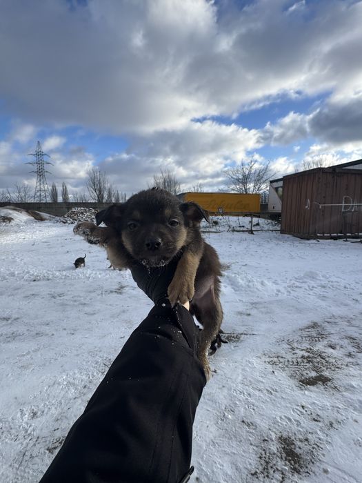 Віддам цуценяток в добрі  та люблячі руки!!!