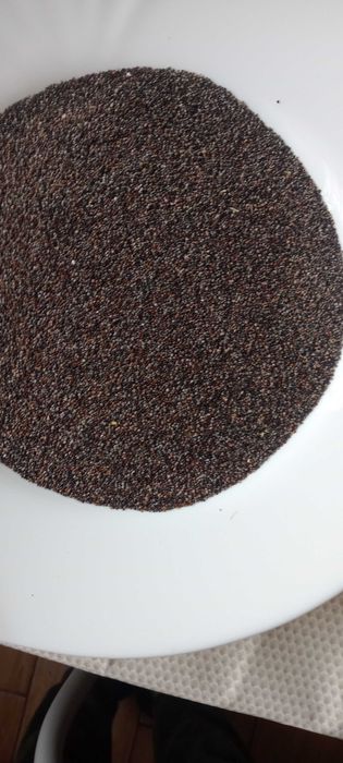 nasiona  tymianku zbiór 2025 r.