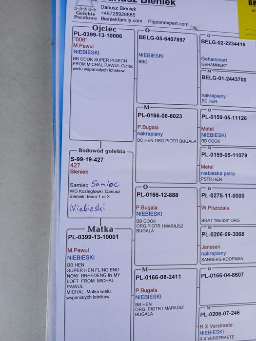 Gołebie pocztowe Dariusz Bieniek