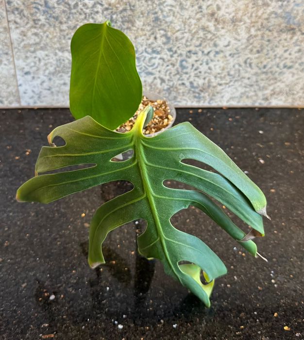 Monstera Deliciosa var. sierrana