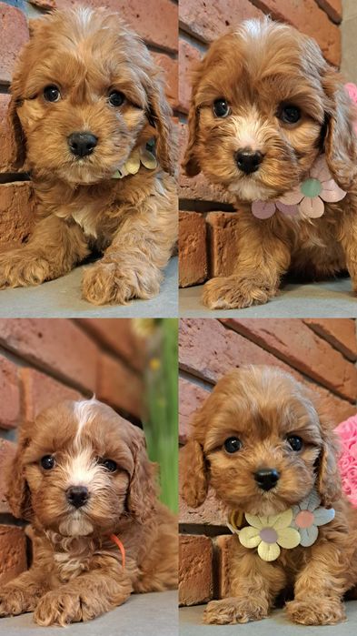 Chłopczyk  cavapoo zaraz do odbioru