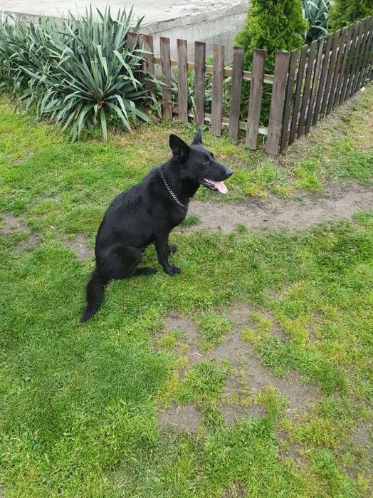 Suka Owczarek Niemiecki