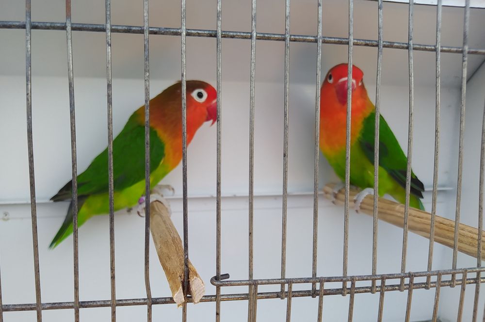 Casal Agapornis fischeri