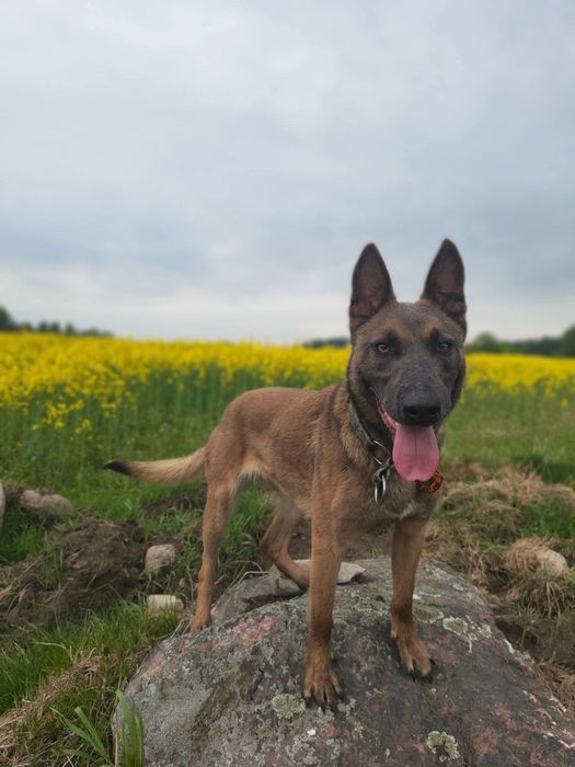 Przepiękna Blue w typie OBM szuka doświadczonego domu