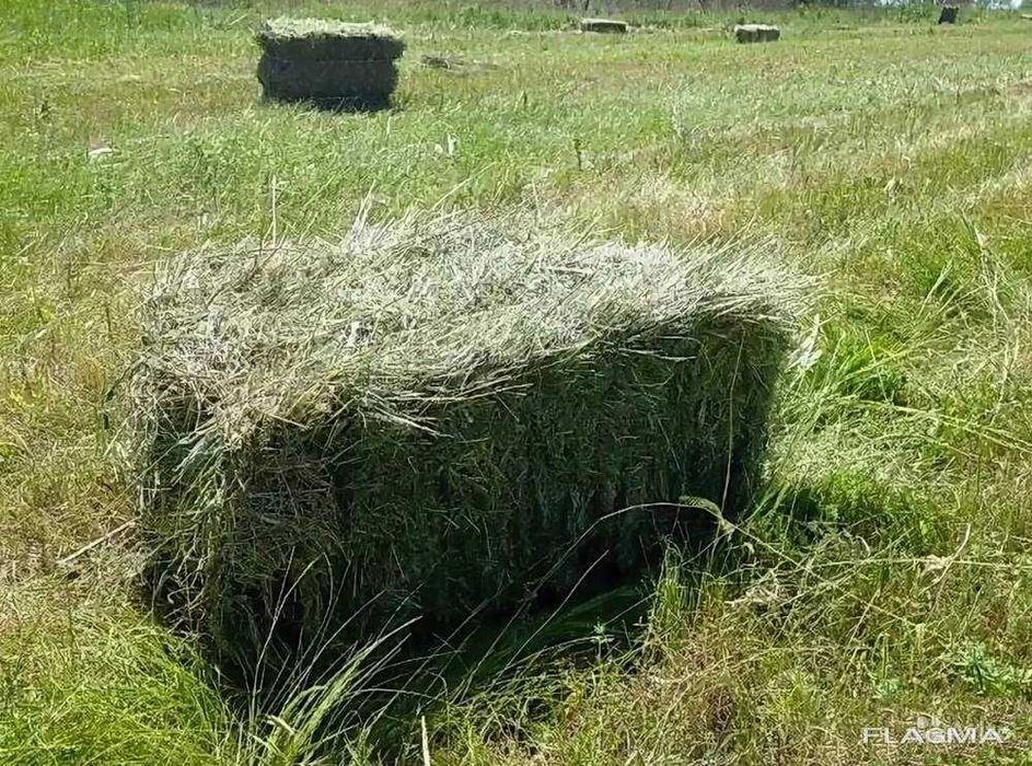 Сіно в тюках лугове свіже запашне! 2025