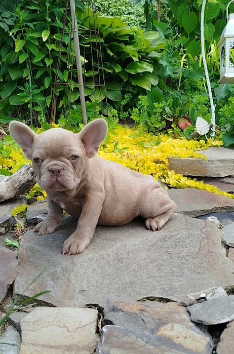 Ізабеллові французята