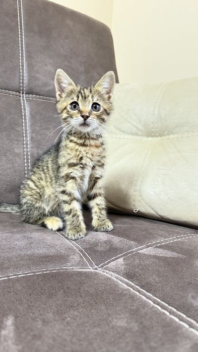 Шукаємо родину для котика 1,5 місяці
