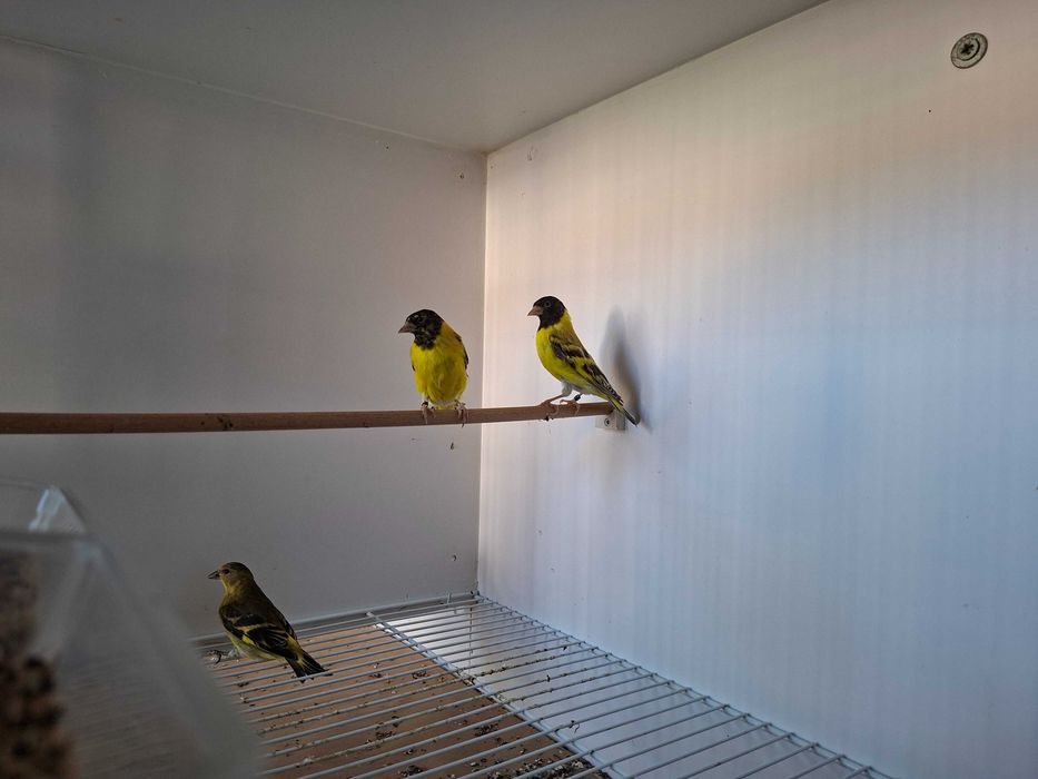 Magelanicos & cardinalitos