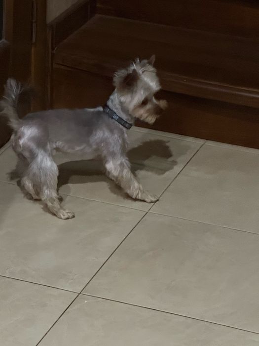 Вʼязка хлопчик мінік. Ціна договірна . Вага 1700