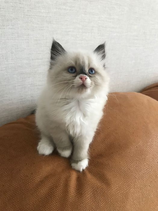 Котята породы Рэгдолл 1,5 мес
