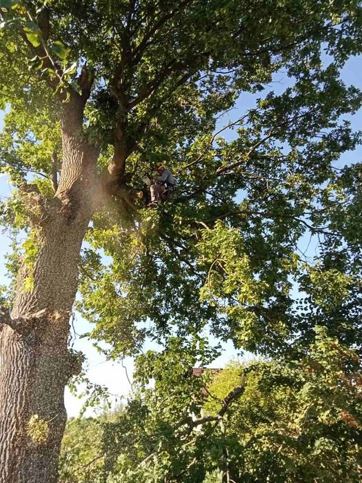 Зрізання обрізання валка видалення аварійних дерев