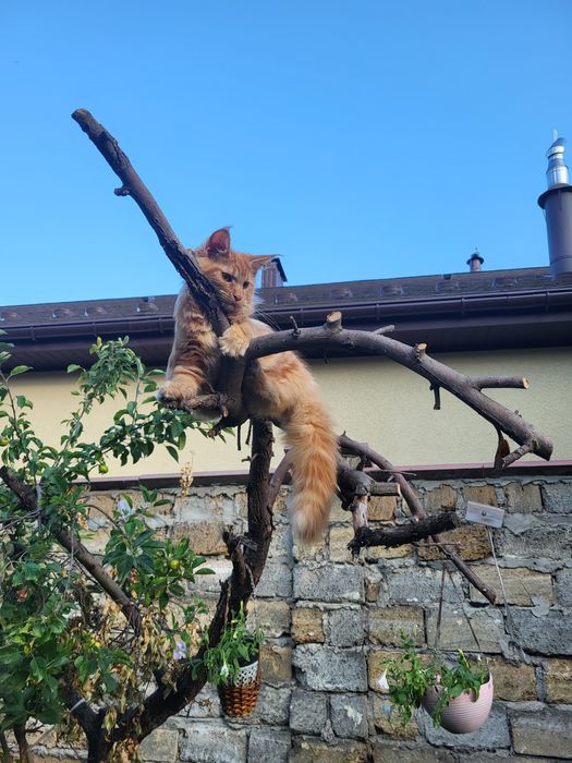 Прекрасные котята Мейн-кун с питомника