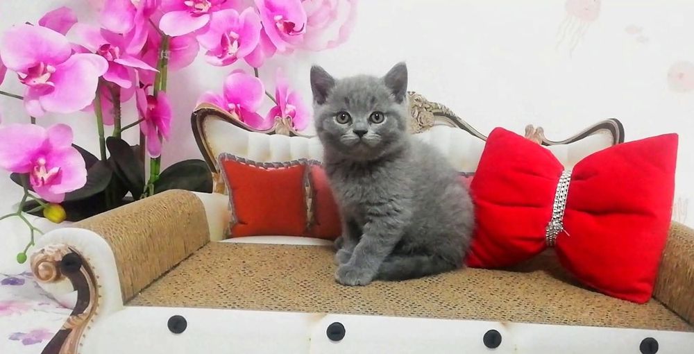 Kot brytyjski kotek Rezerwacja