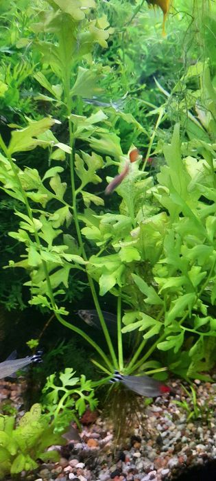 Paproć wodna rośliny akwariowe