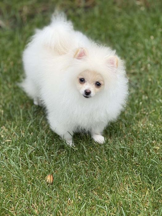 Дівчинка мини  померансько шпіца