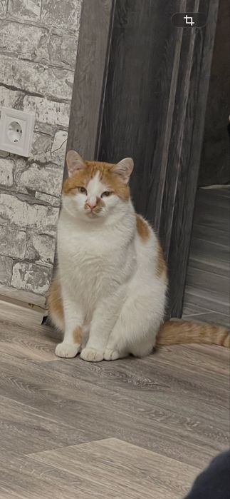 Пропав котик! Допоможіть знайти!