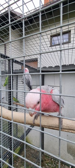 Kakadu Różowe para