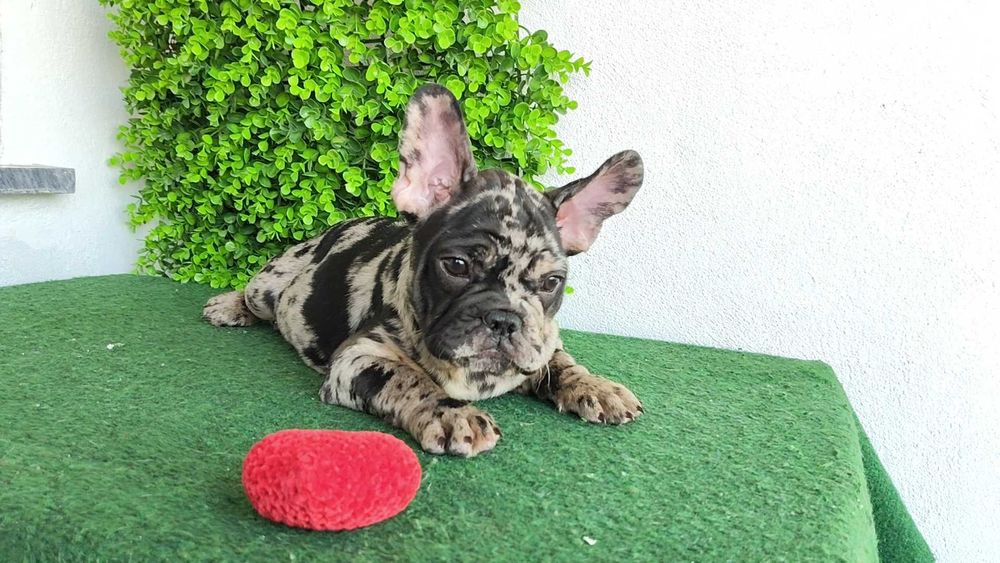 Filhote de cachorro Buldogue Francês