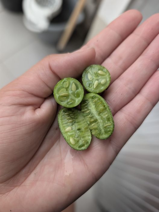 Sementes de Cucamelon