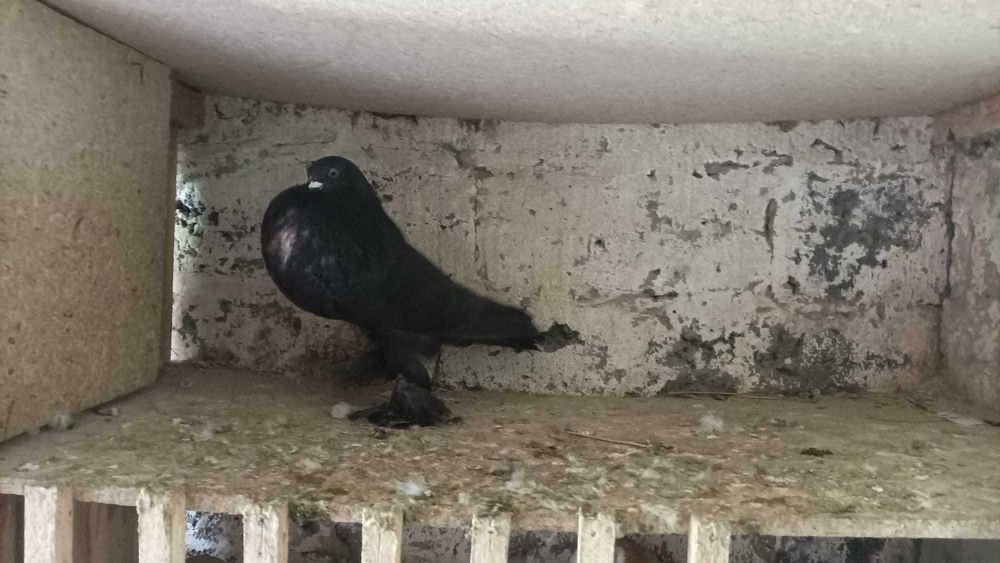 Garłacze Pomorskie Samce 2025