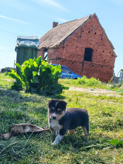 Suczka Border collie