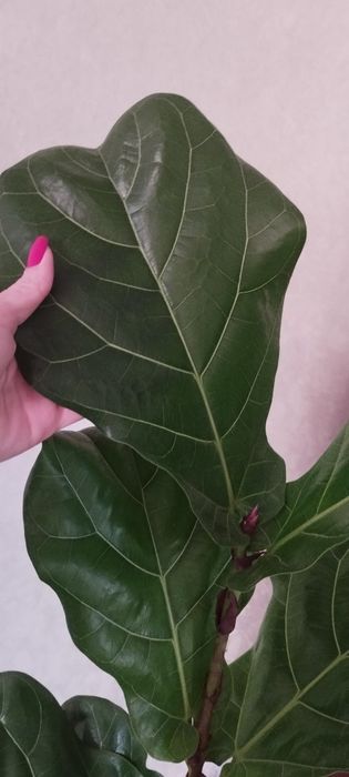 Фикус Лировидный крупнолистовой