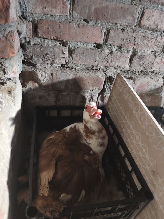 Продам индоутят . Шипунов