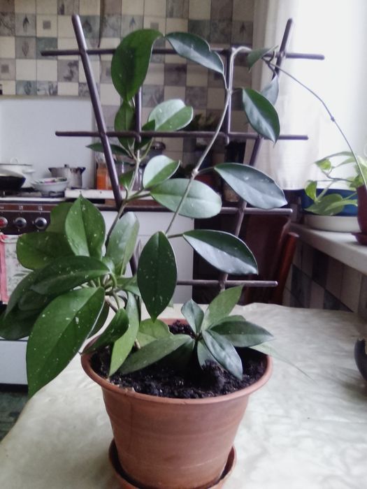 Продам свои комнатные цветы.