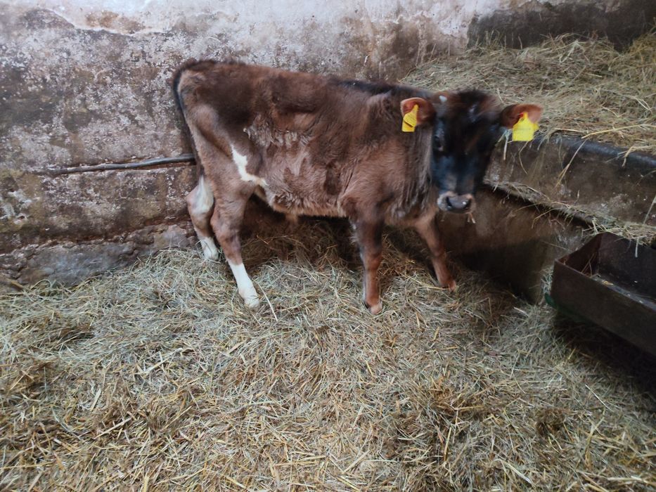 byczek Polski gryzak