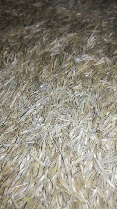 ŻycicaTrwała(bokser),Rajgras Angielski,trawa na trawnik, nasiona trawy