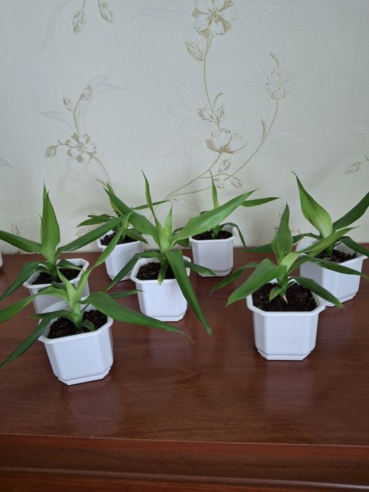 Домашній вазон юкка