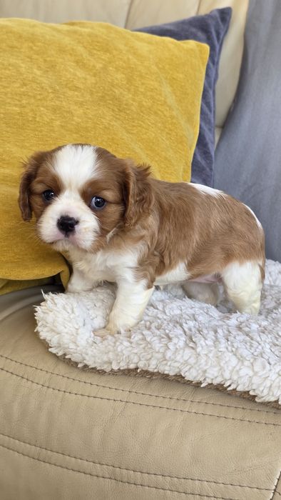 King Charles Cavalier Bicolor Fêmea