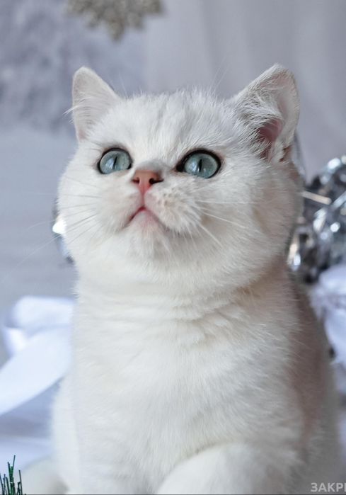 Шикарний британський хлопчик