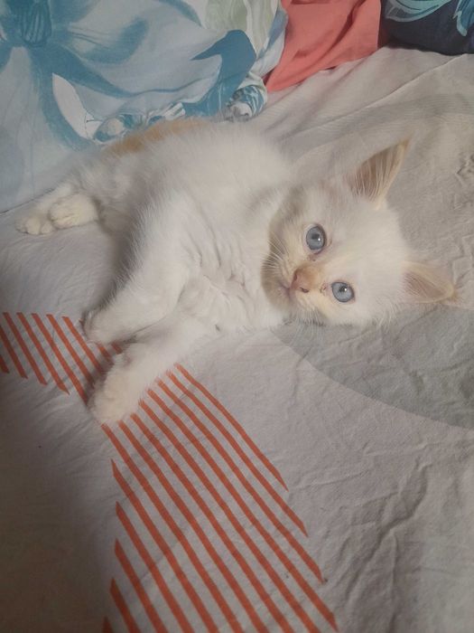 Котята бесплатно.