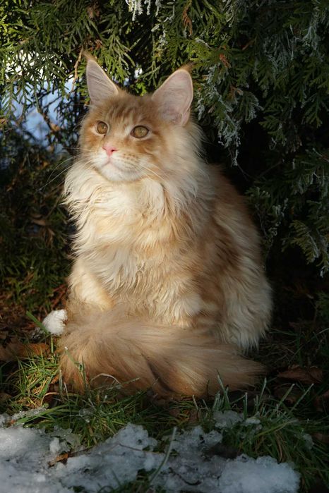 Kremowe kocurki Maine coon
