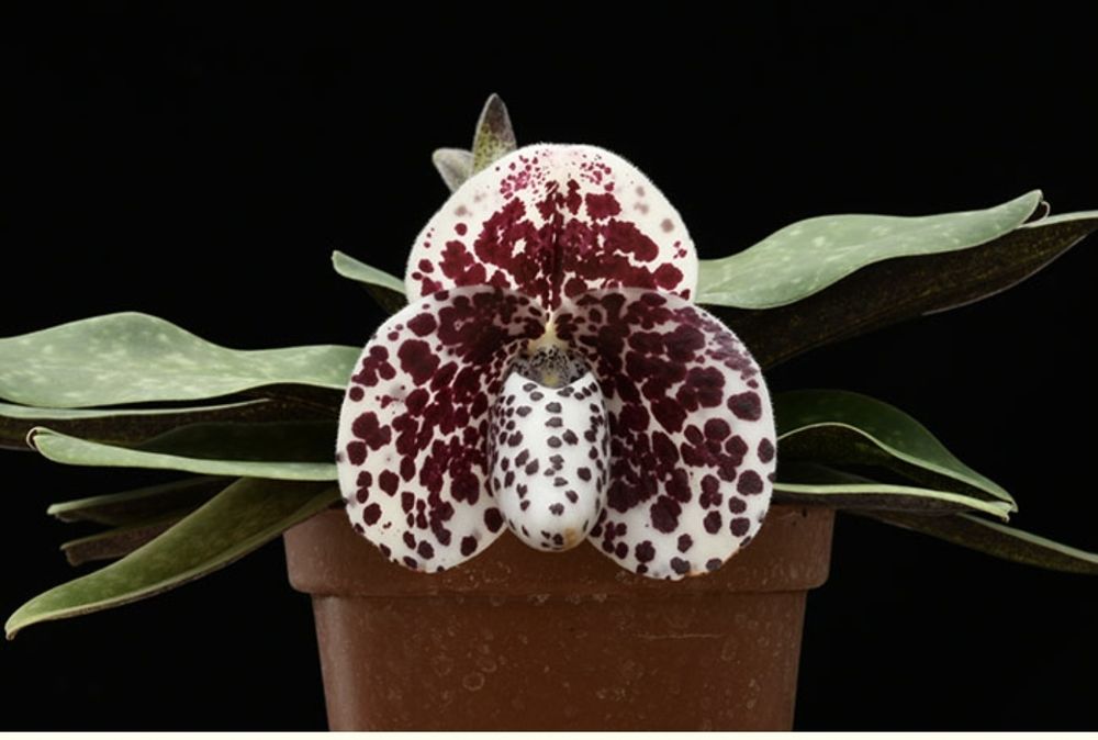 Пафиопедилум Paphiopedilum 
1350