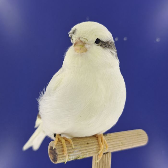 Kanarek, samczyk 23 - sprzedam, Wrocław