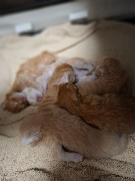 Rudy chłopiec Maine Coon Rodowód FPL