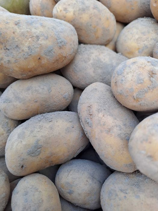 Ziemniaki żółte jadalne