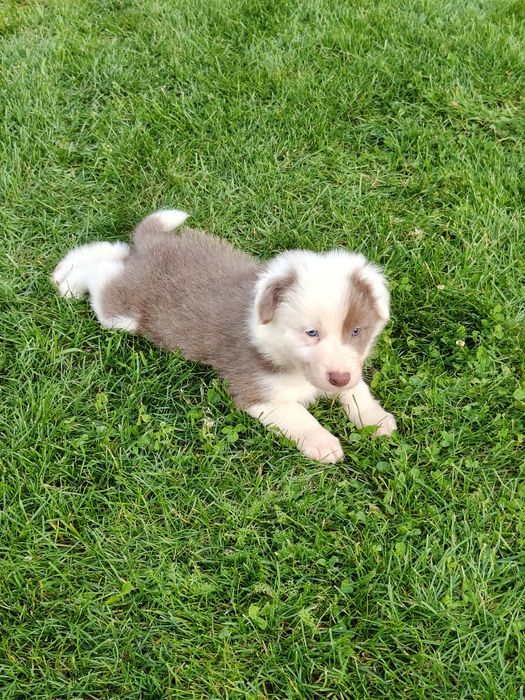 Border Collie piesek