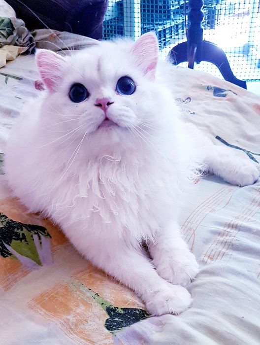 Котик шотландский