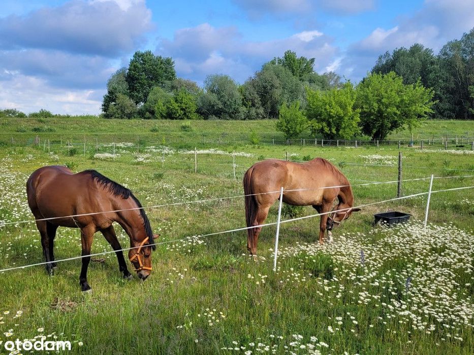 Stajnia na sprzedaż pod Warszawą Mazowieckie